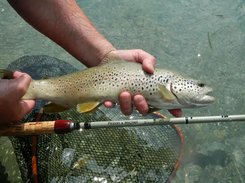 Maîtriser l'art de la pêche à la truite techniques et astuces infaillibles